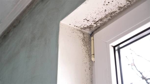 Best Insurance-Related Mold Remediation in Burns Harbor, IN