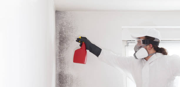 Best Bathroom Mold Remediation in Burns Harbor, IN