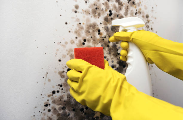 Best HVAC Mold Remediation in Burns Harbor, IN