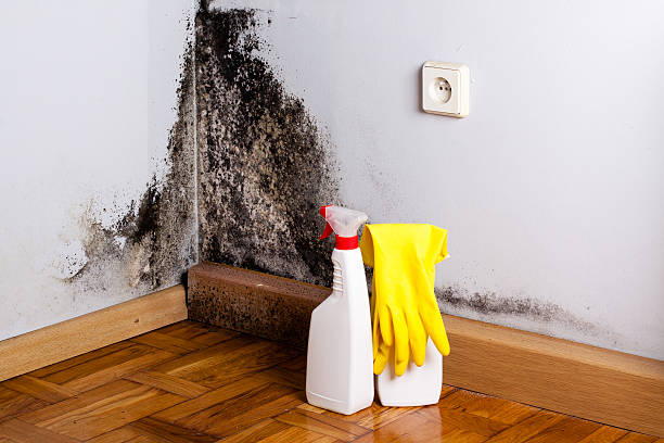 Best Emergency Mold Remediation in Burns Harbor, IN
